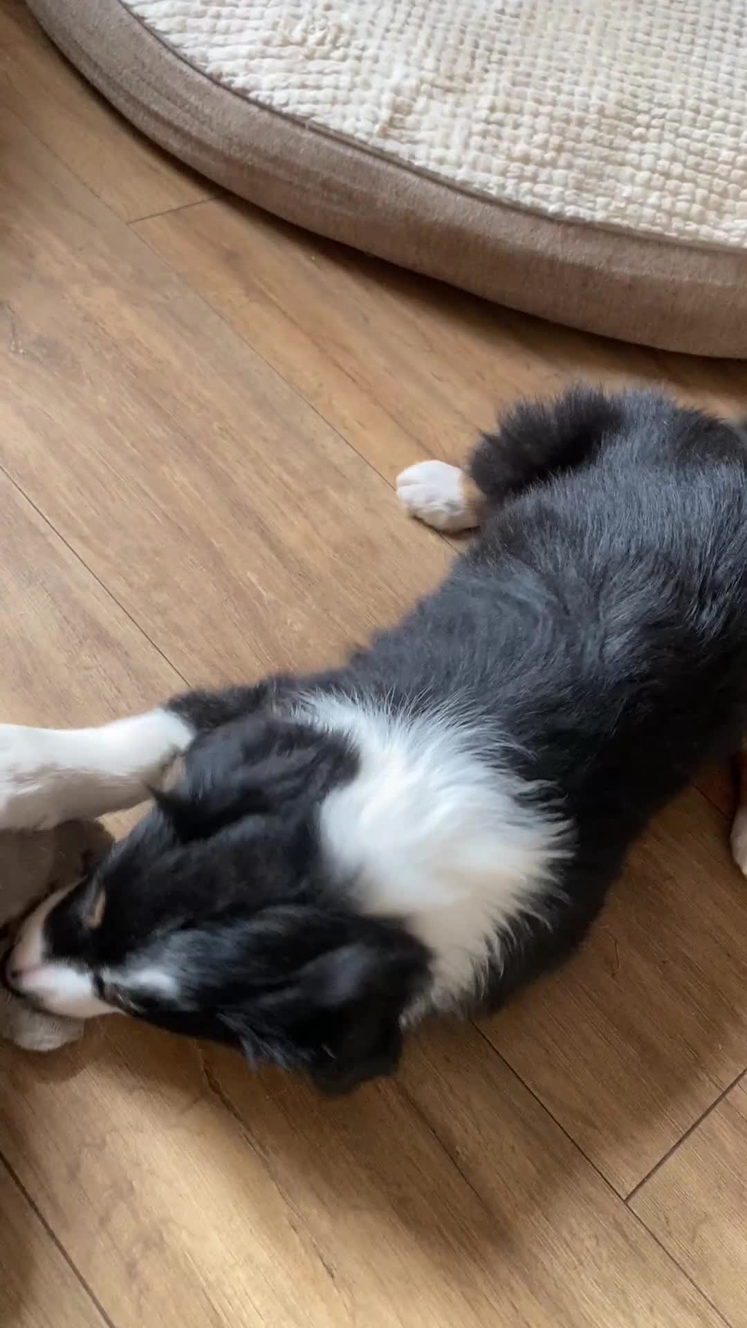 Border Collie dogs for sale: Border Collie Puppies | Health Tested Parents - Video 1