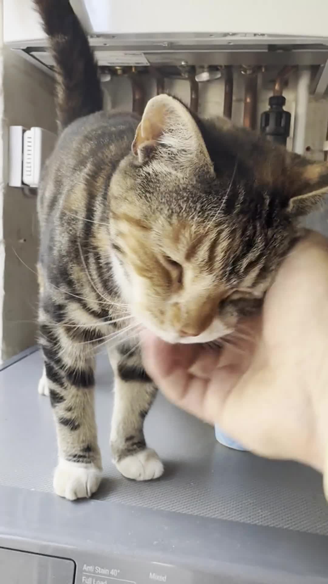 Mixed Breed cats for sale: Beautiful Affectionate Tri-Colour Cat 🩷 - Video 1