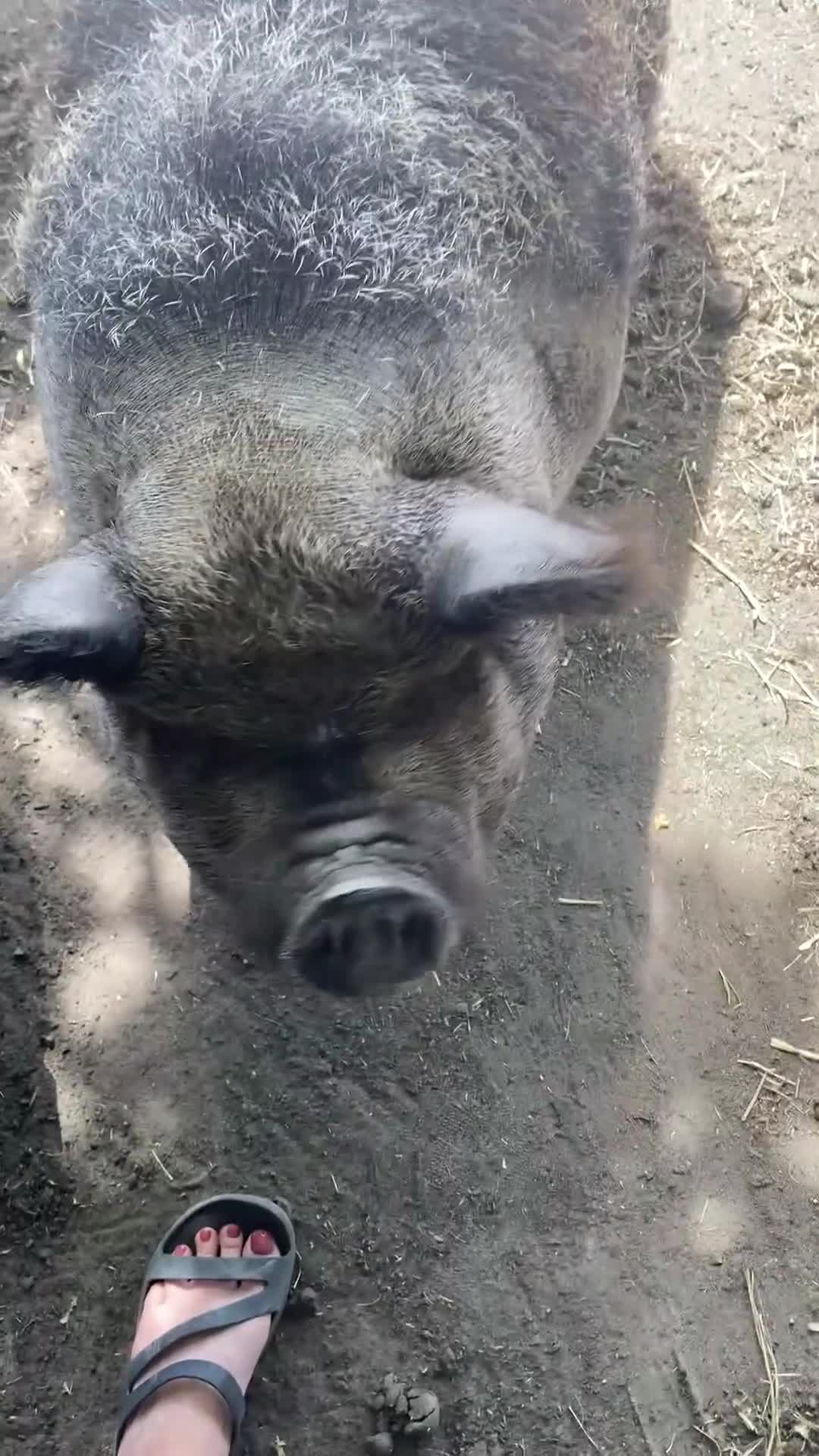 Pig livestock for sale: 2 kune kune female pigs in Crewe - Video 1
