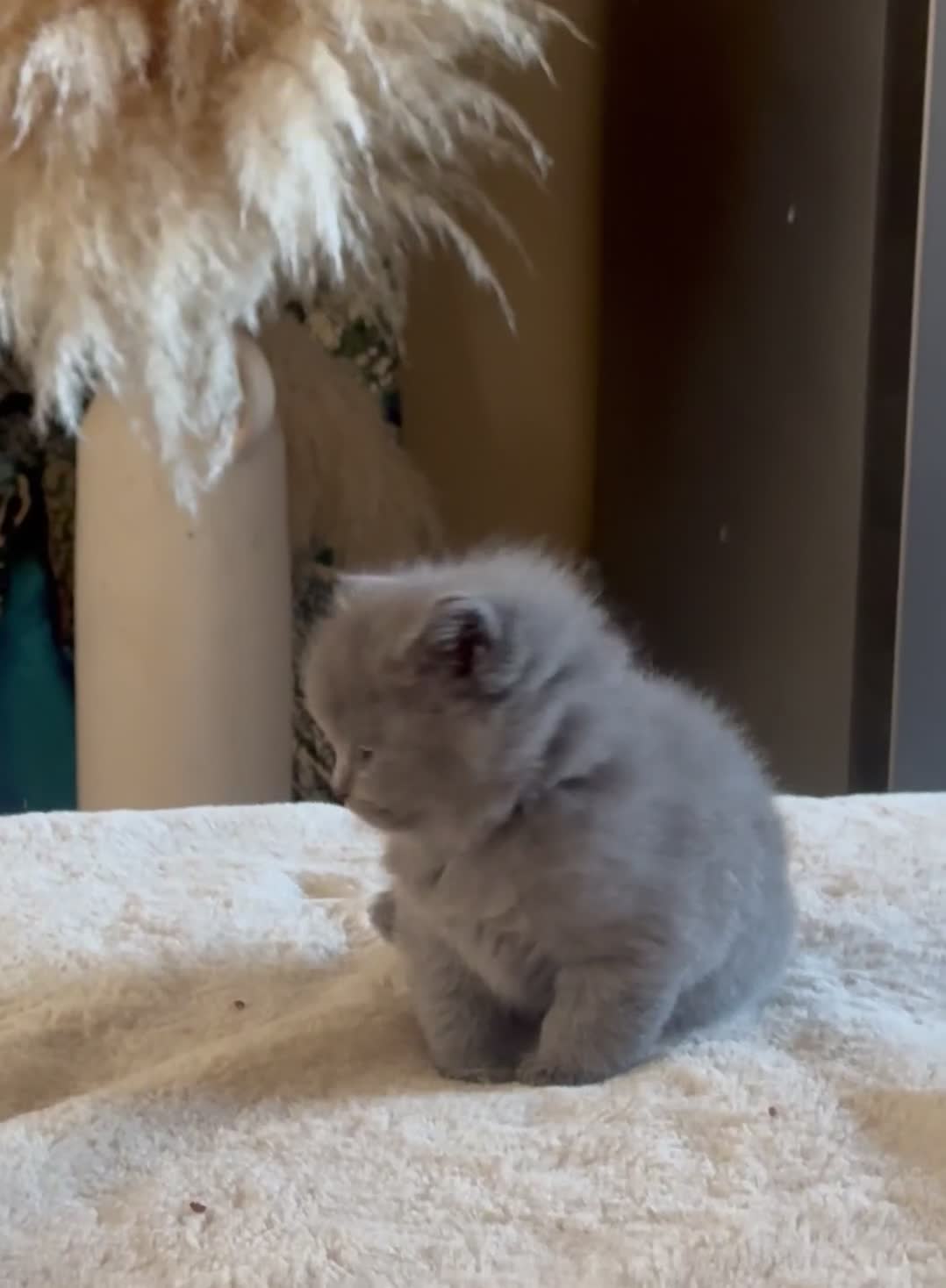 British Shorthair cats for sale: GCCF chunky blue British shorthair kittens😻🐾 - Video 2
