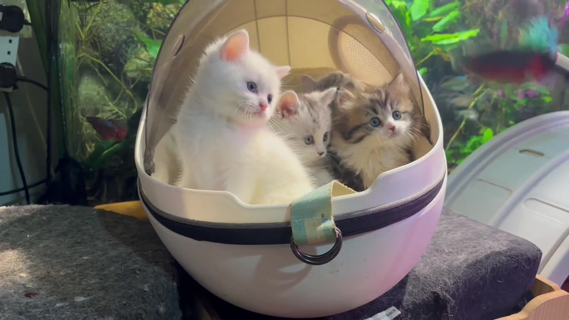 Munchkin cats for sale: Full Pedigree Munchkin Kittens  - Video 1