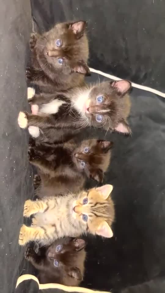 Maine Coon cats for sale: Mainecoone baby’s  - Video 1
