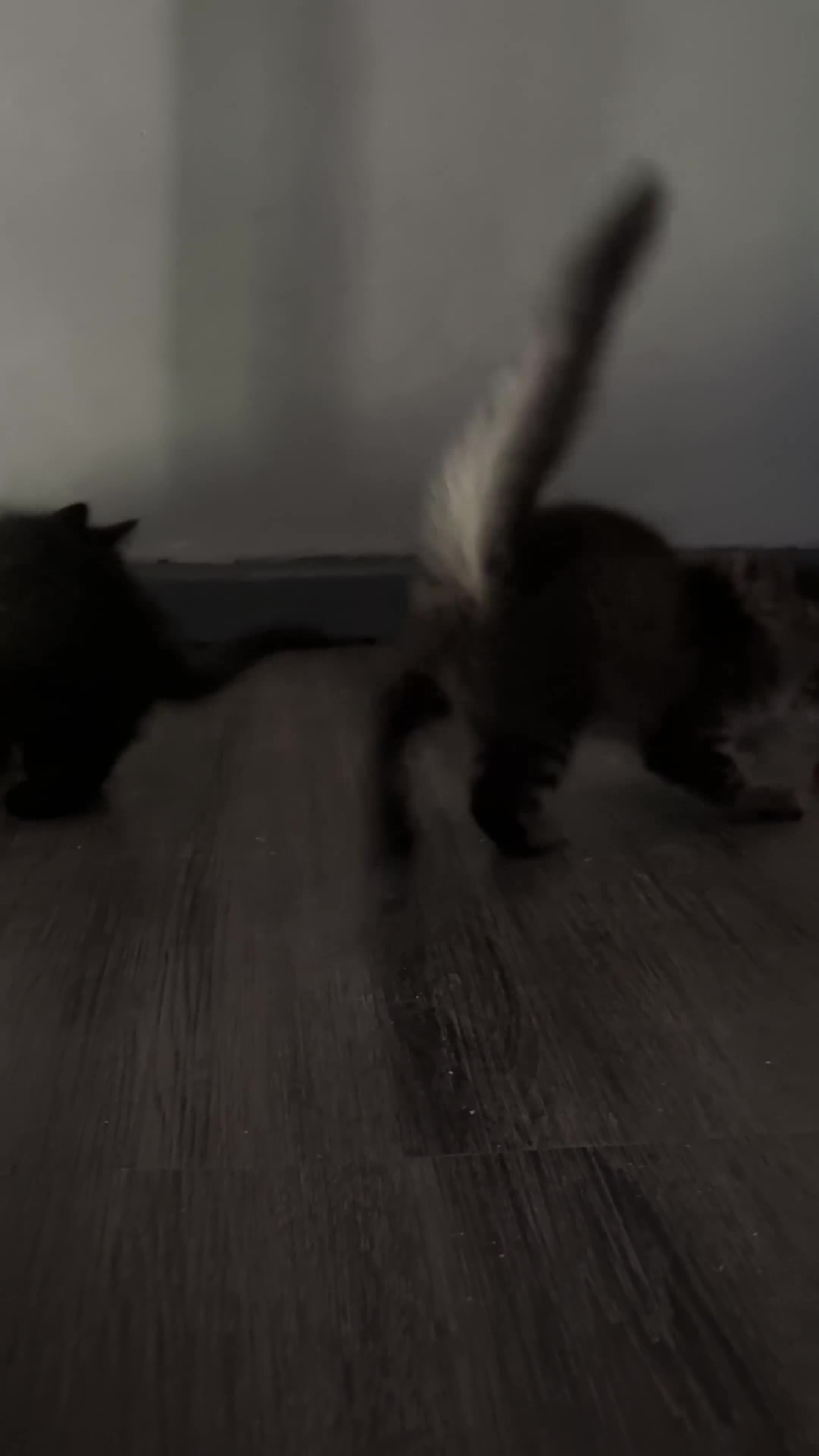 Ragdoll cats for sale: 3 ragdoll mix kittens  - Video 3
