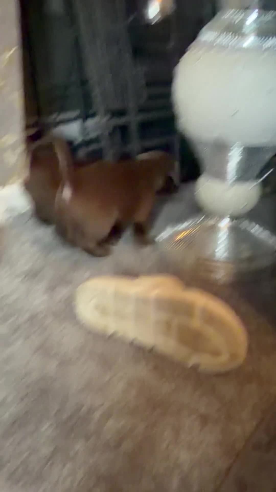 Mixed Breed dogs for sale: 2 beautiful female french bulldog cross puppies  - Video 2