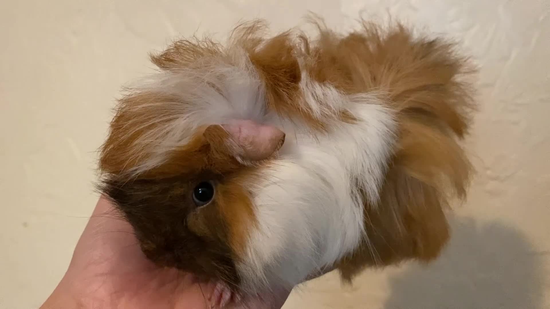 Guinea Pig rodents for sale: Gorgeous baby Guinea pigs - Video 2