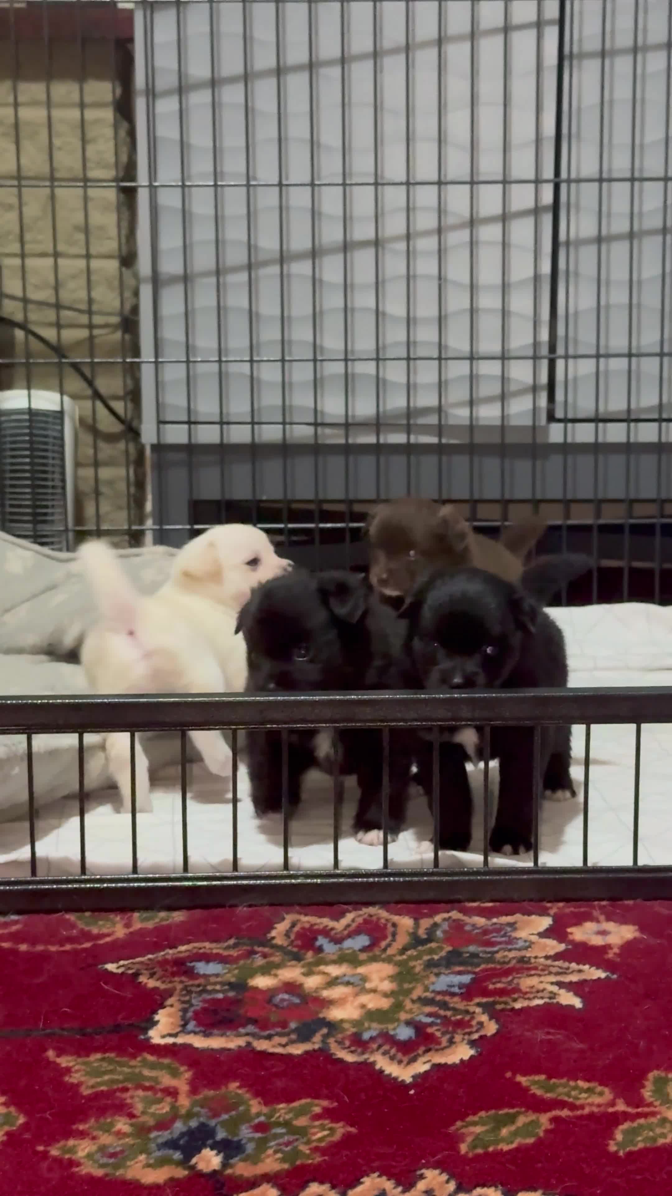 Pomchi dogs for sale: 💖 Beautiful Pomchi Pups 💖 - Video 2