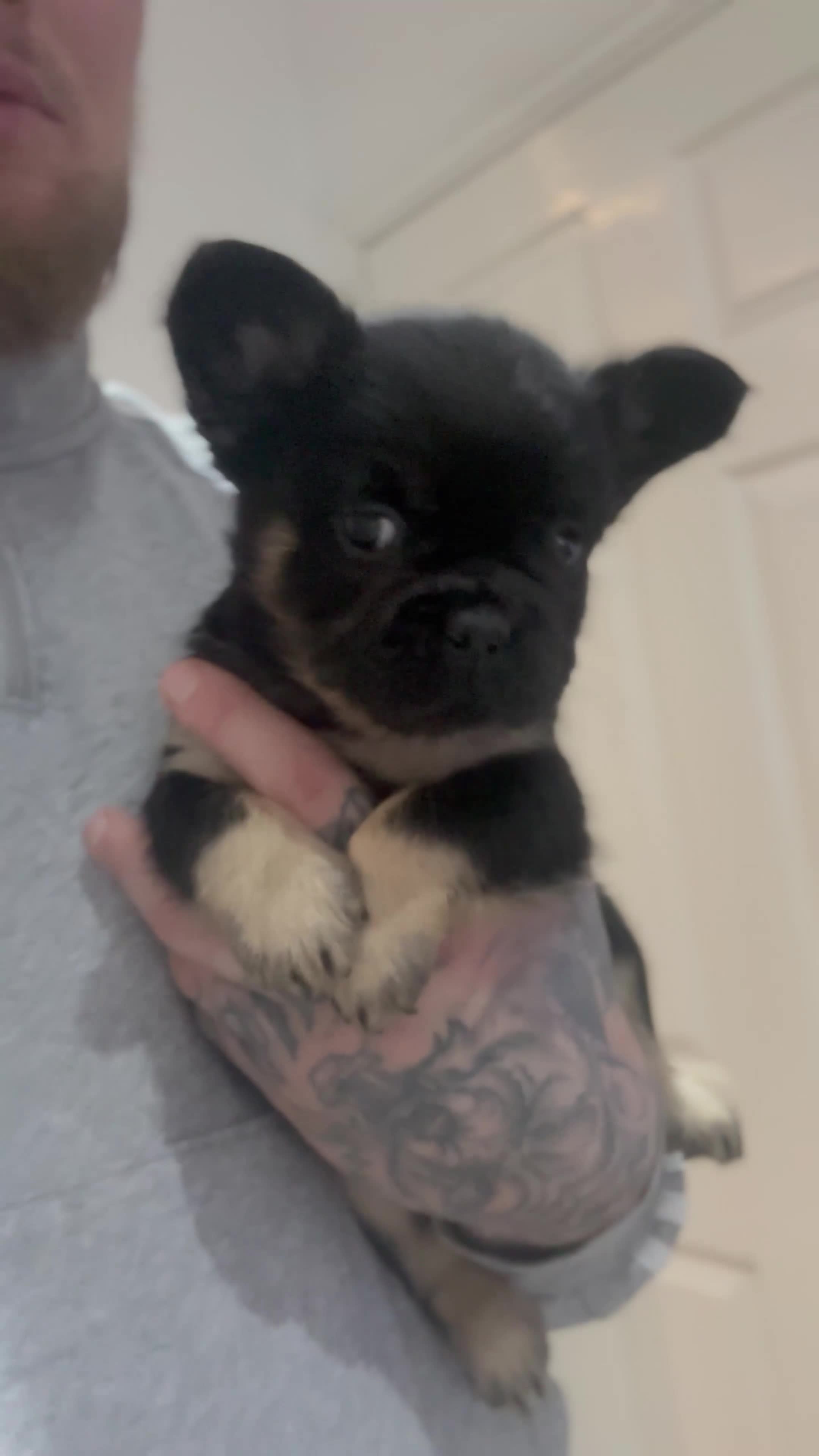 French Bulldog dogs for sale: RARE FLUFFY FRENCHIES! LAST 3 LEFT!!!! - Video 5