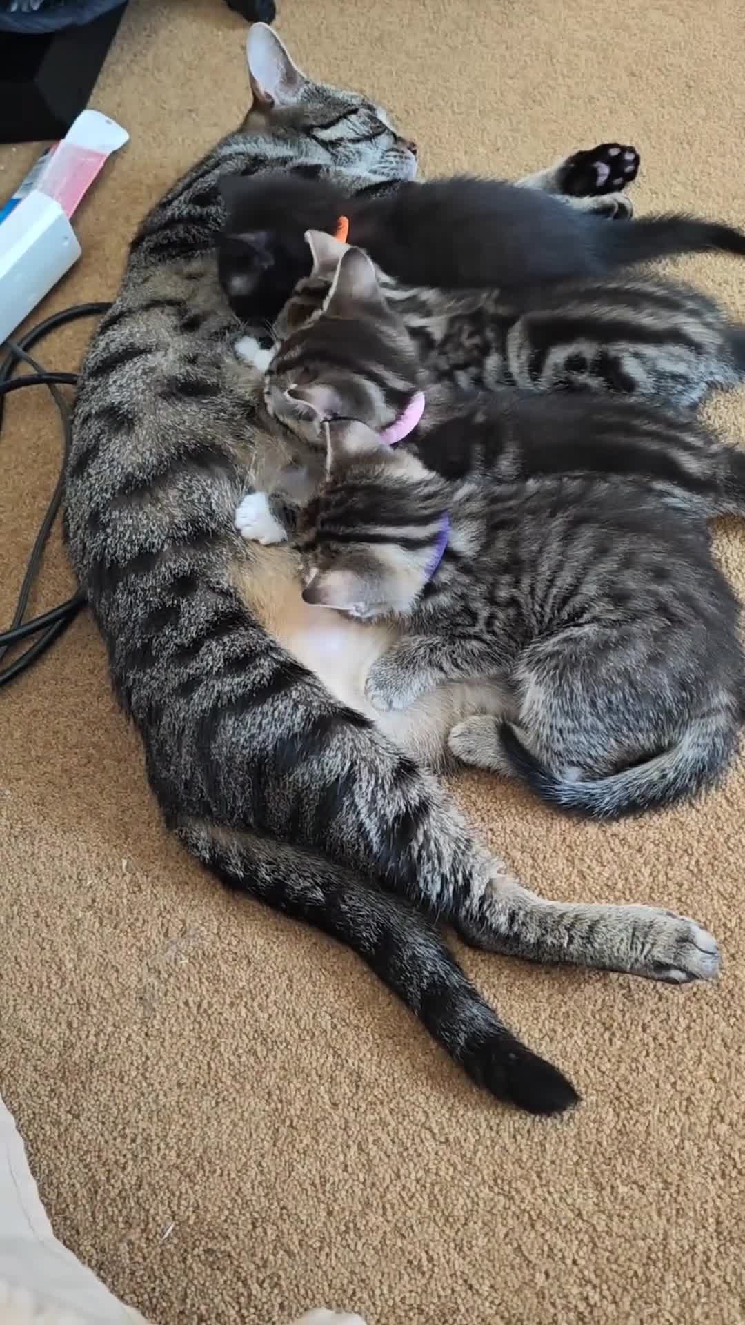 British Shorthair cats for sale: 4 litte Treasures seek Forever Home - Video 1
