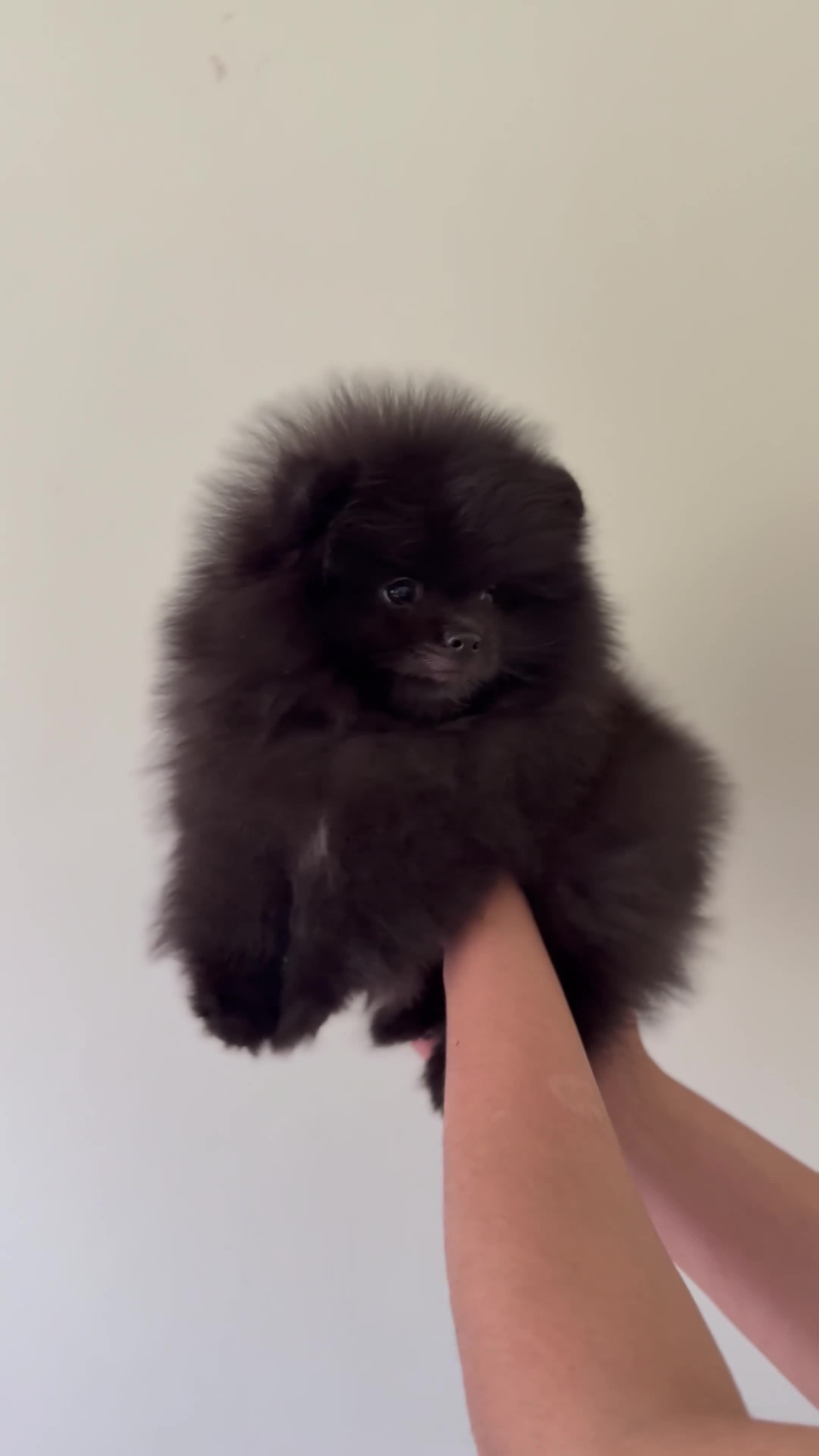 Pomeranian dogs for sale:  Rare colour Russian line Teddy Bear Pom Puppies ✨ - Video 3