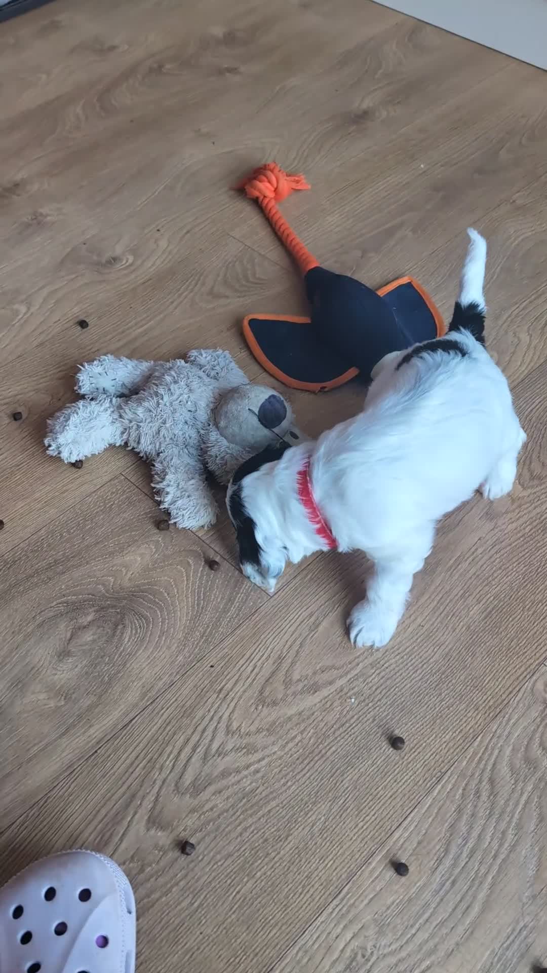 Cockapoo dogs for sale: Cockapoo 1 boy, Ready now, microchipped, vaccine  - Video 3