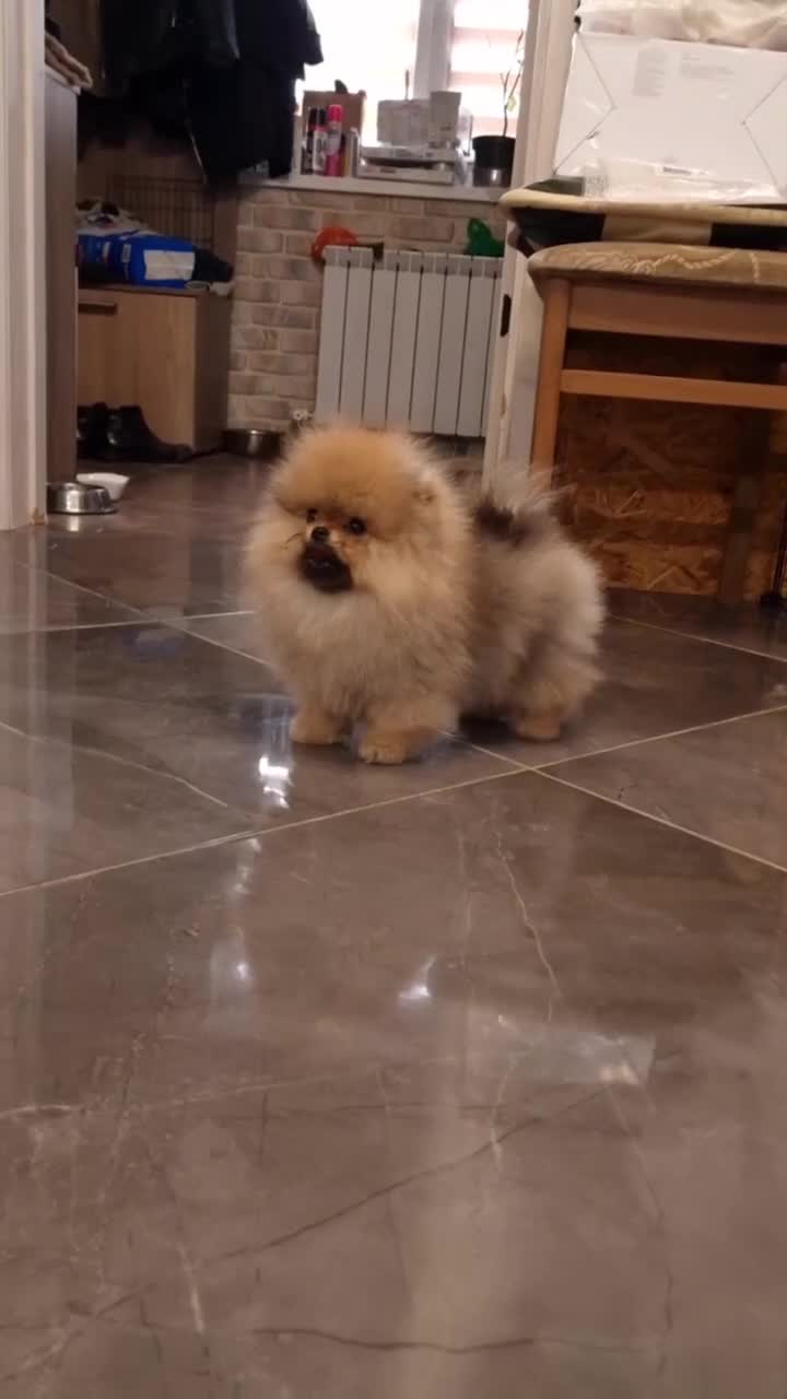 Pomeranian dogs for sale: Beautiful Tea-cup Pomeranian for sale in Bishop's Stortford - Video 1