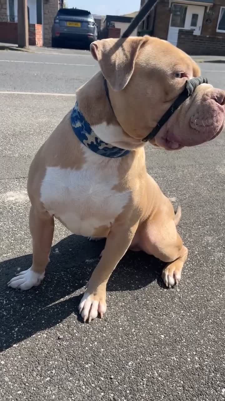 Mixed Breed dogs for sale: Pocket bully mix in need of rehoming  in Huddersfield - Video 1