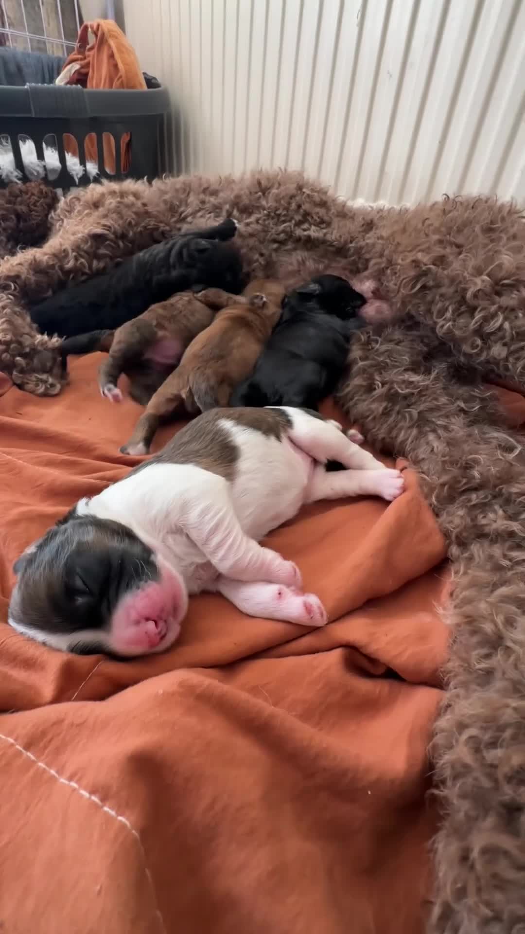 Mixed Breed dogs for sale: Bernedoodle puppy for sale  - Video 1