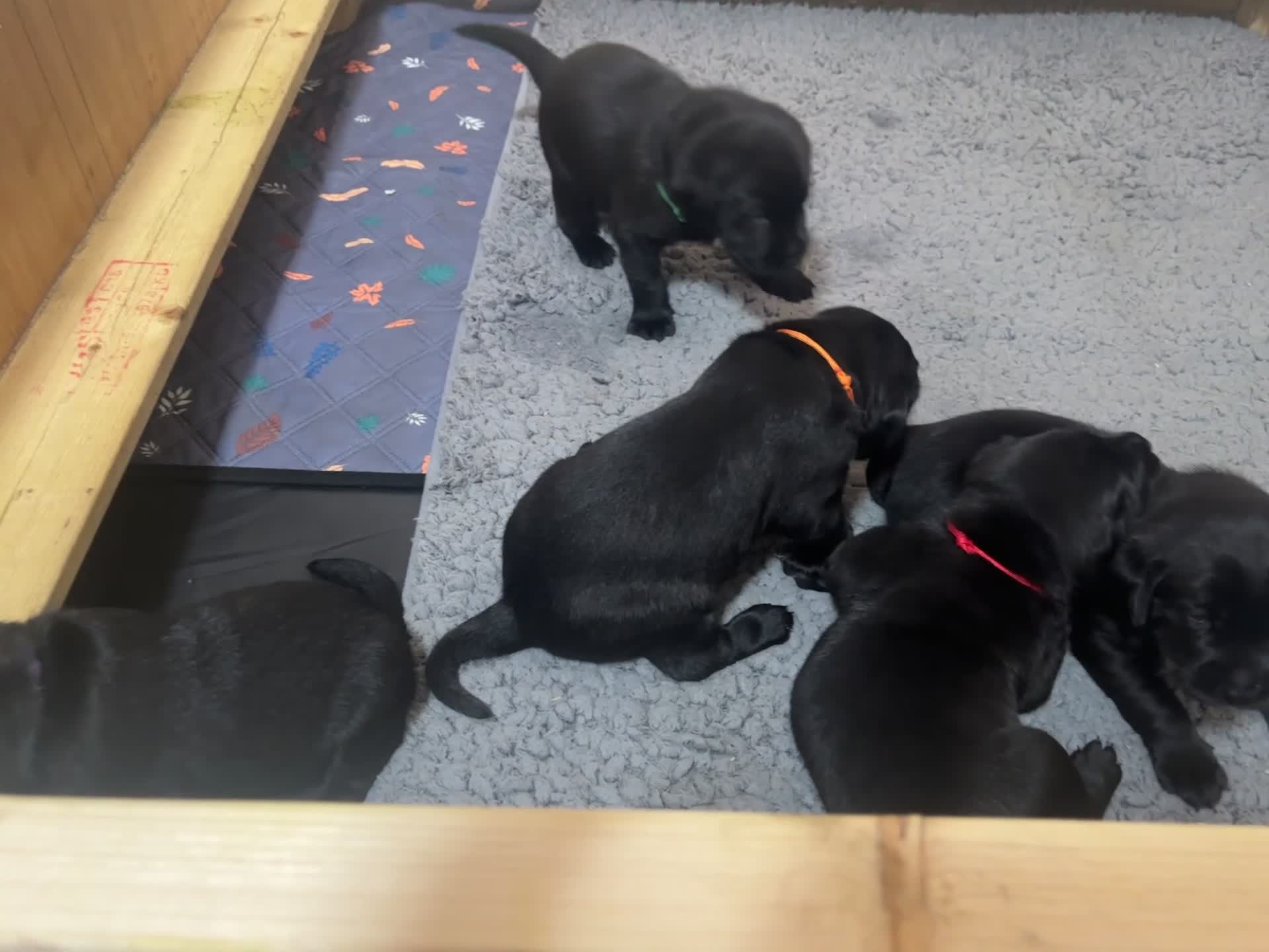 Labrador Retriever dogs for sale: Black KC Lab puppies - Video 3