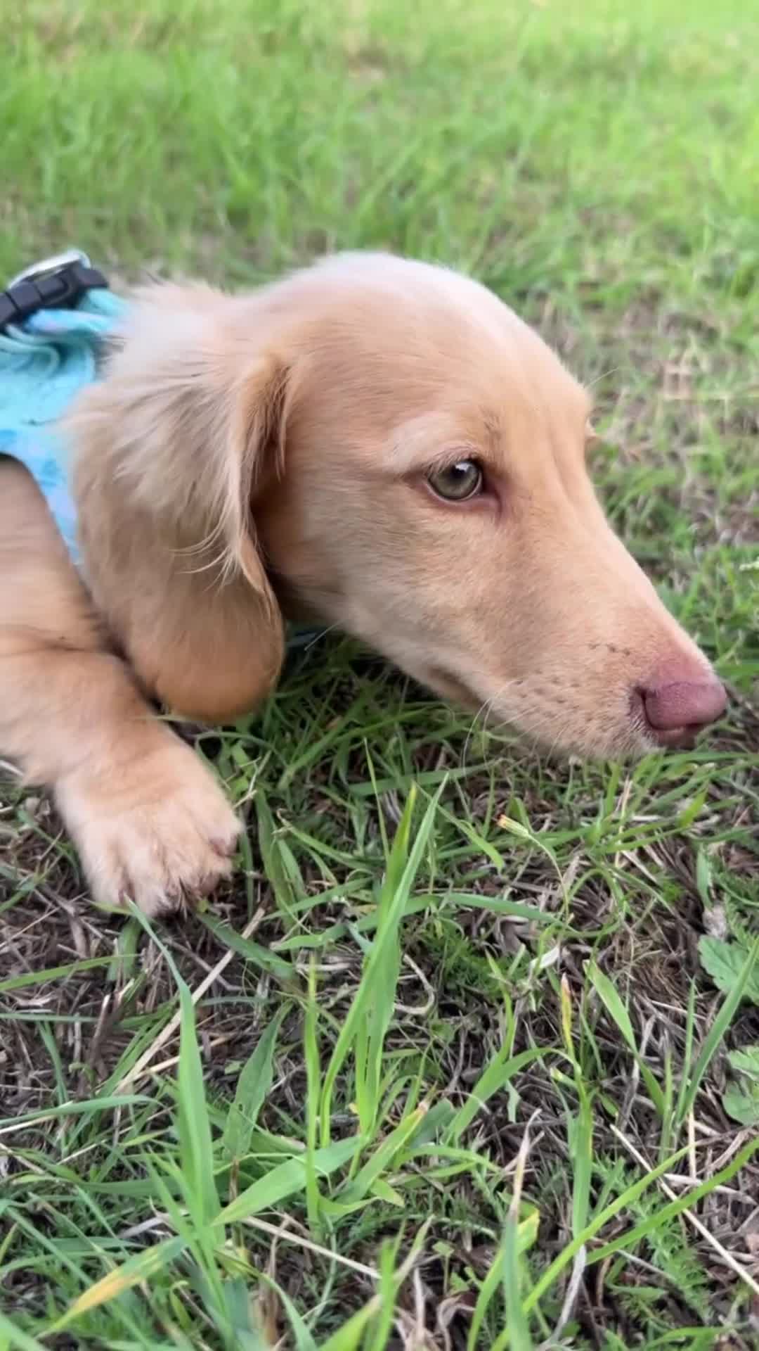 Miniature Dachshund dogs for sale: 9 Month Old Cream long haired Boy (Rehoming) - Video 3