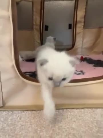 Ragdoll cats for sale: Blue and seal point ragdolls ❤️ - Video 3