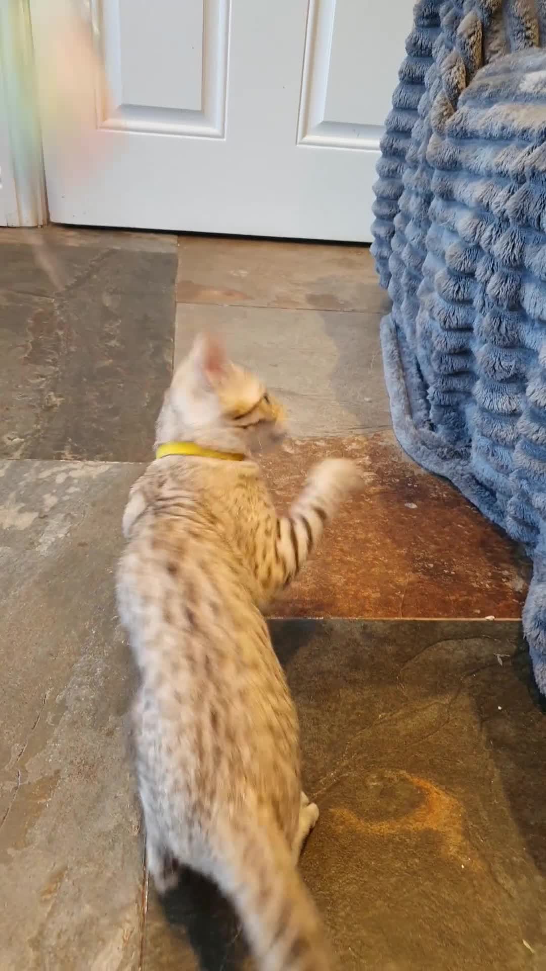 Bengal cats for sale: 🐆💕Very Beautiful Tica Registered Bengal Kittens. - Video 3