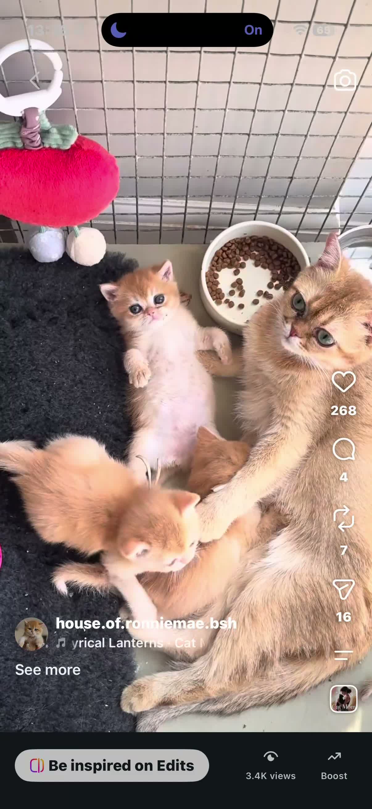 British Shorthair cats for sale: Gorgeous active chocolate golden queen  - Video 1