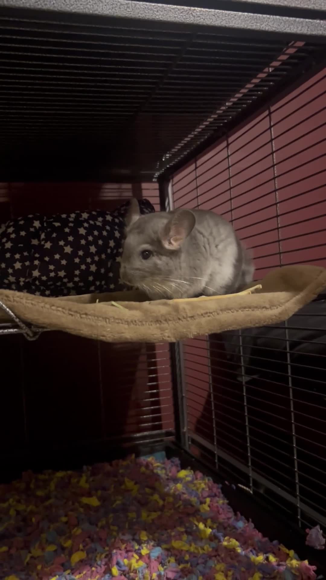 Chinchilla rodents for sale: baby chinchilla in St Albans - Video 1