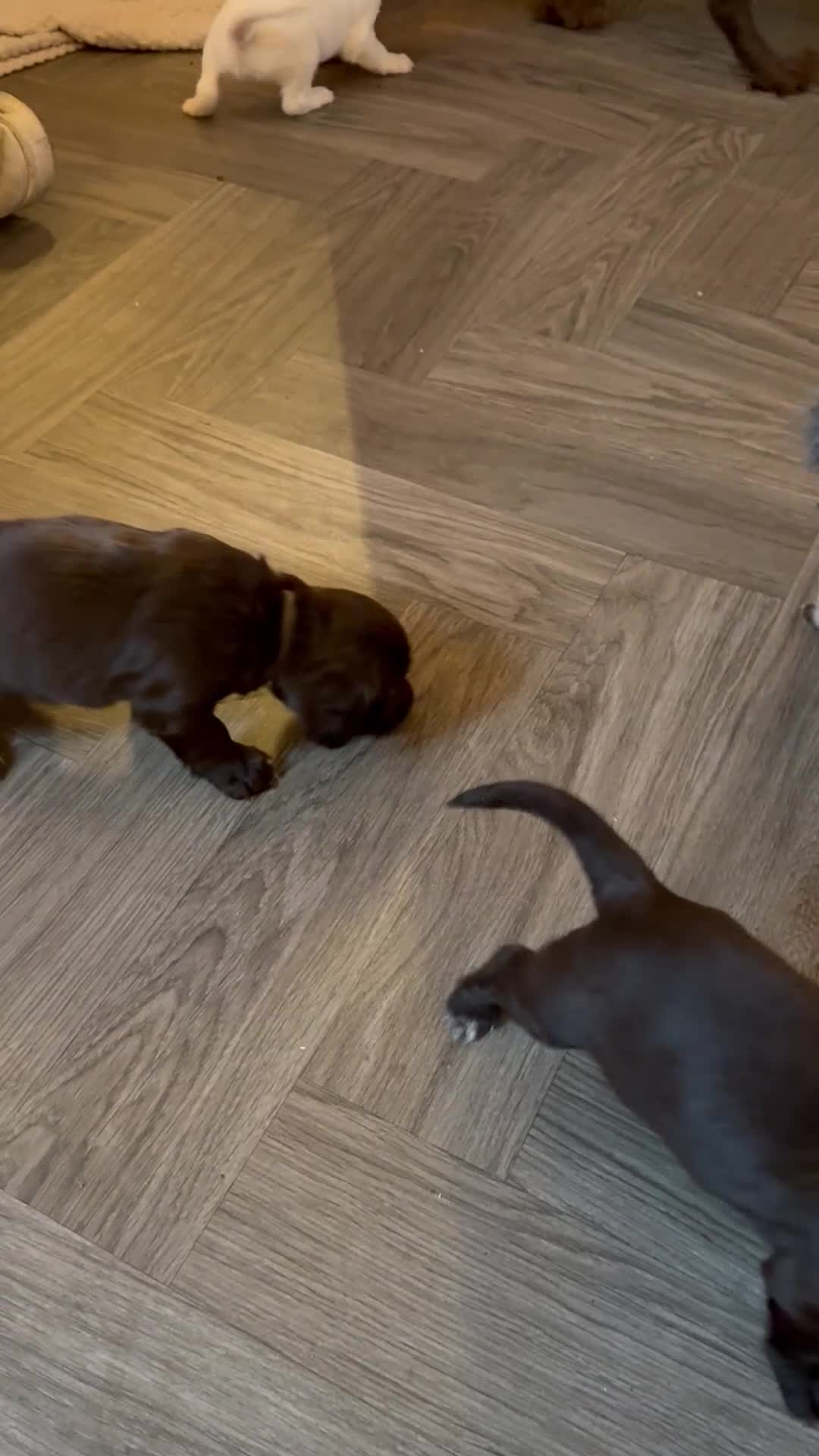 Cocker Spaniel dogs for sale: Beautiful Working Cocker Spaniels! - Video 1