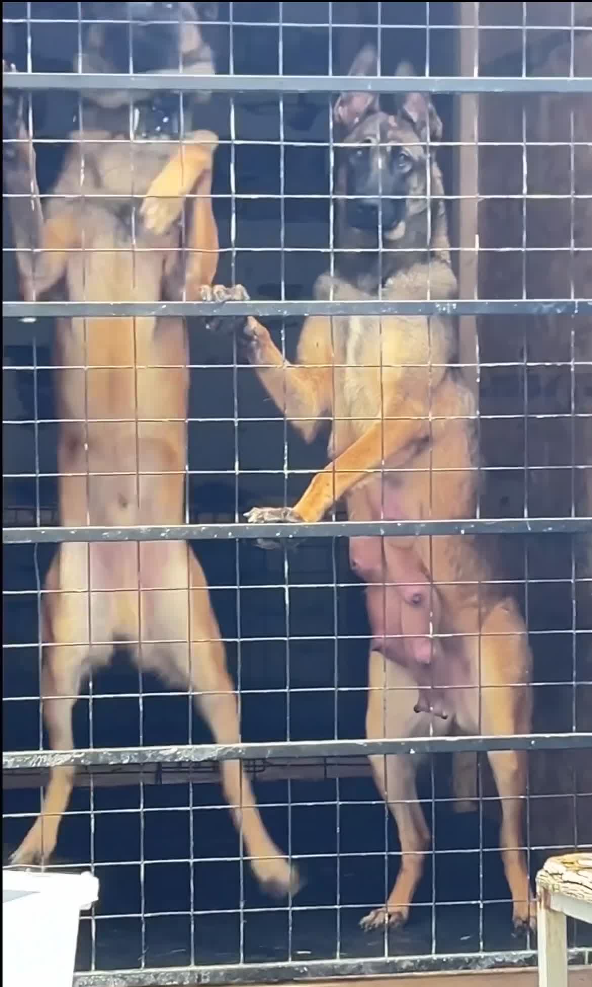 Belgian Shepherd Dog dogs for sale: Belgian shepereds puppy’s - Video 1