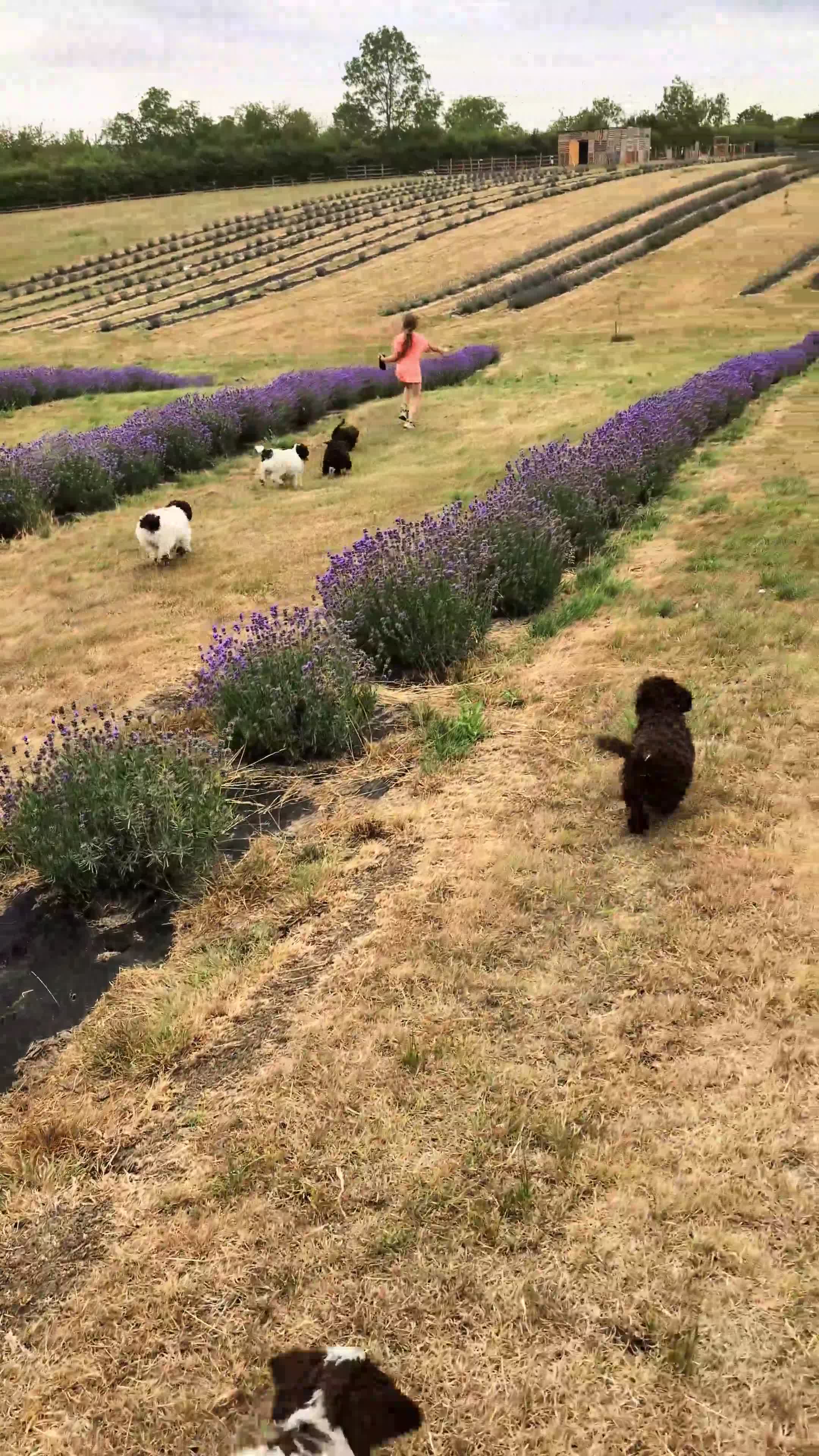 Spanish Water Dog dogs for sale: Spanish water dog  - Video 2