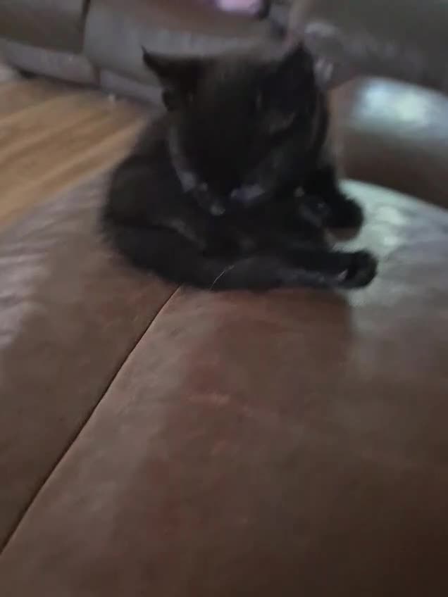 Mixed Breed cats for sale: Last 2 female kittens  - Video 1
