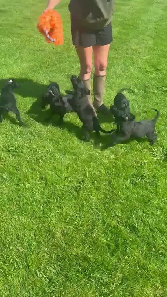 Springador dogs for sale: Springador pups out of very good lines in Dewsbury - Video 1