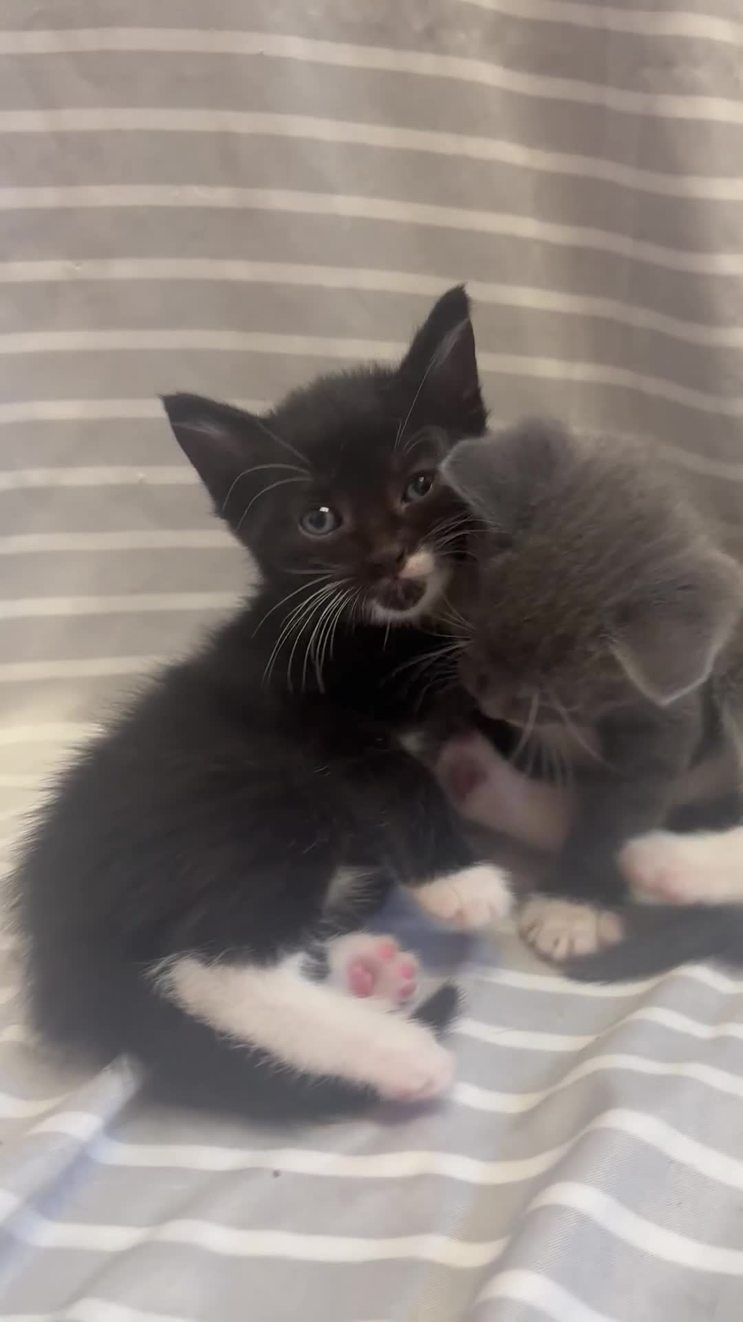 Mixed Breed cats for sale: Adorable 5-Week-Old Kittens Ready to Reserve - Video 1