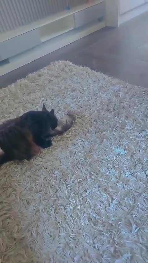 Maine Coon cats for sale: Beautiful male maine coon  - Video 1