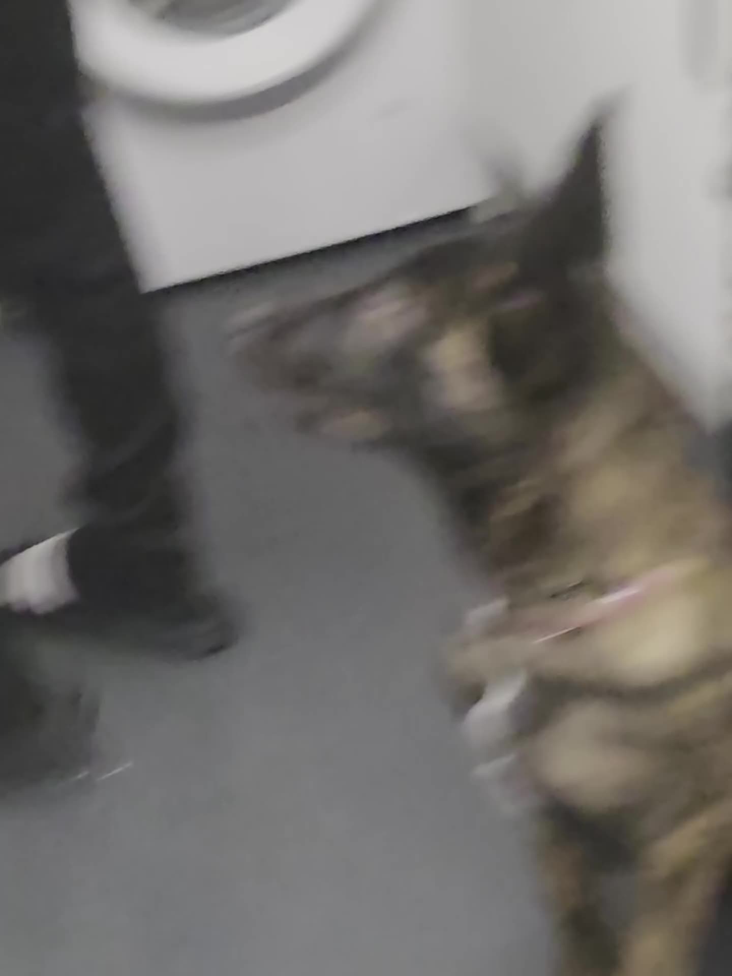 German Shepherd dogs for sale: Dutch herder female 5 months  - Video 1