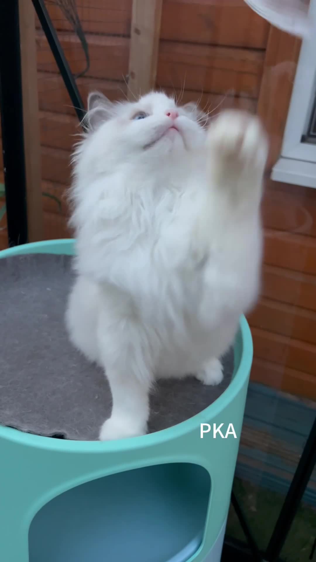 Ragdoll cats for sale: TICA Registered EU famous R bloodline  - Video 1