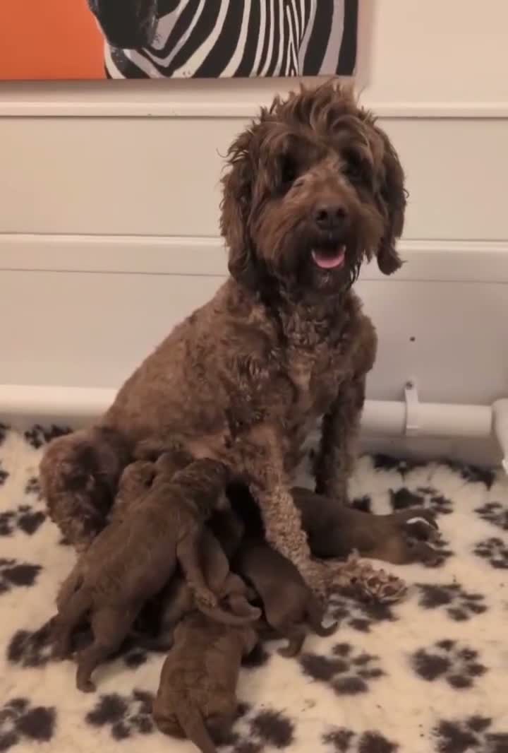 Australian Labradoodle dogs for sale: Beautiful Australian Labradoodle Puppies  in Inverness - Video 1
