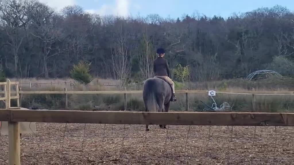 Welsh Section A horses for sale: Pretty Sophia,  in Bridgend - Video 1