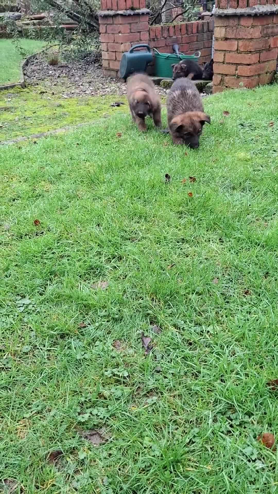 Mixed Breed dogs for sale: Beautiful Belguim Malinois puppies  - Video 1