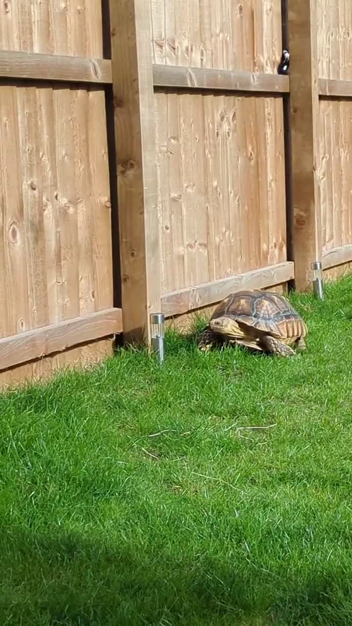 Tortoise reptiles for sale: Sulcuta Tortoise  in Doncaster - Video 1