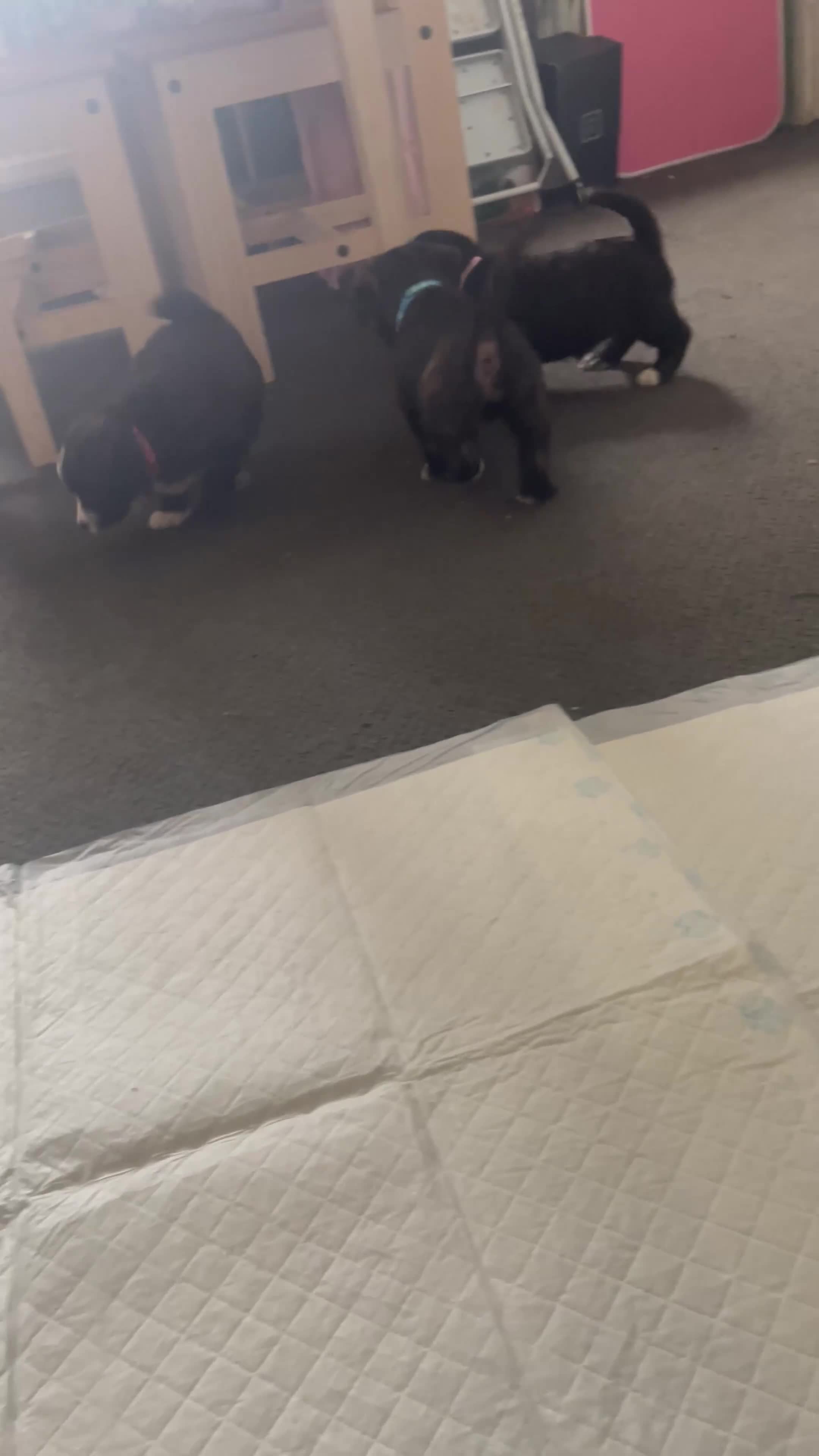 Mixed Breed dogs for sale: Jack Russell x westie  - Video 2