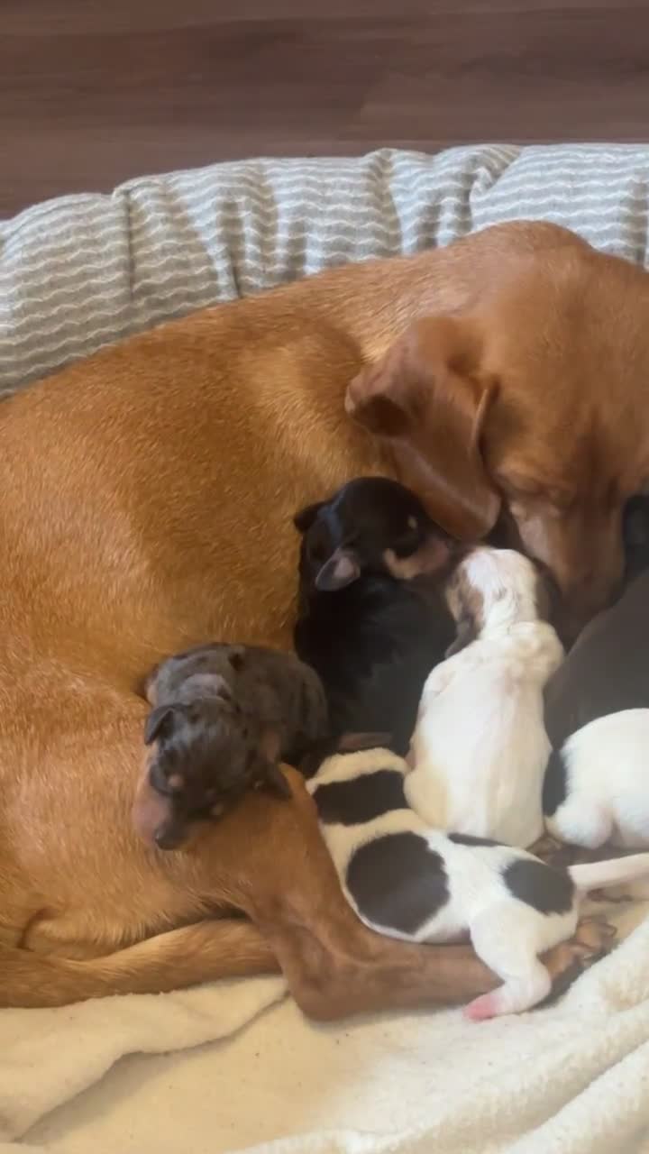 Miniature Dachshund dogs for sale: Miniature Dachshund puppies in Warrington - Video 1