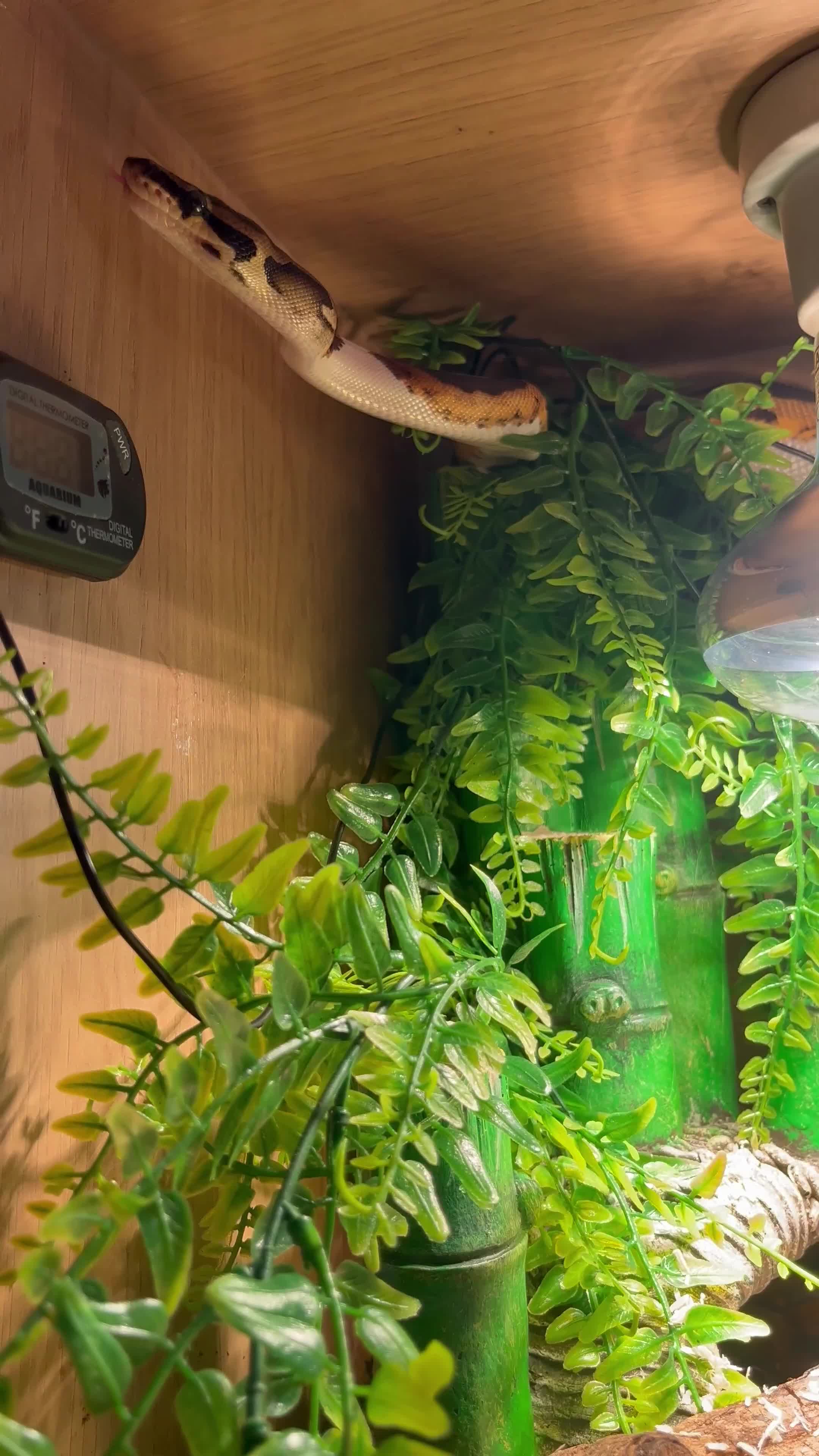 Snake reptiles for sale: 6 month old male ball python - Video 3