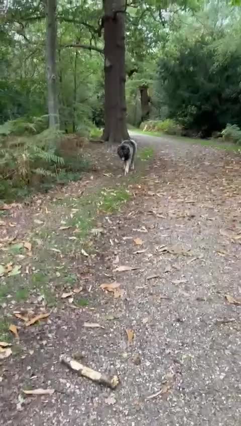 Caucasian Shepherd Dog dogs for sale: 🏡 ADOPT MISHA 🐾 FREE 🌟 Make a Christmas Miracle - Video 2