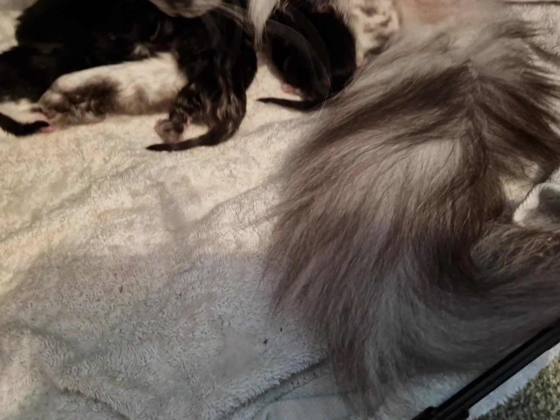Maine Coon cats for sale: Stunning maine coon kittens - Video 2