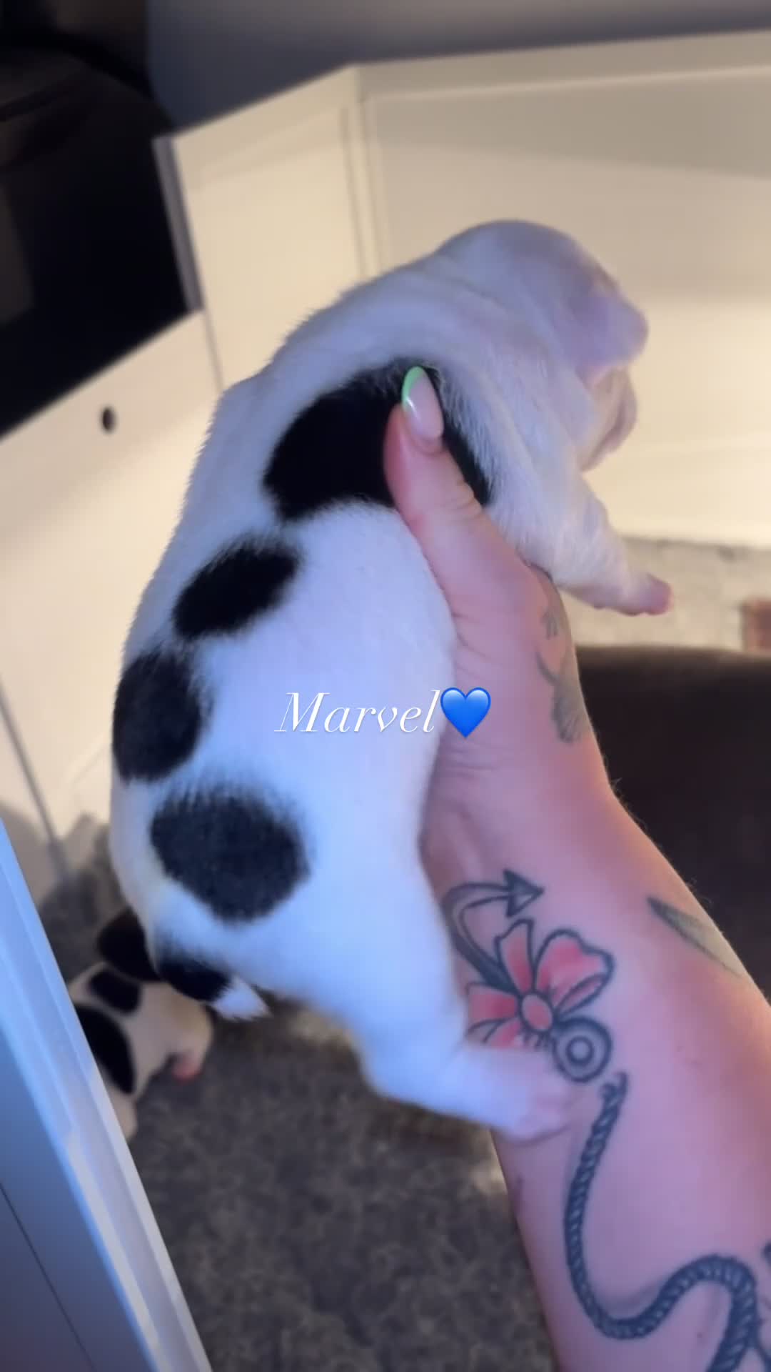 French Bulldog dogs for sale: Beautiful pied French bulldog puppies 🐾  - Video 1