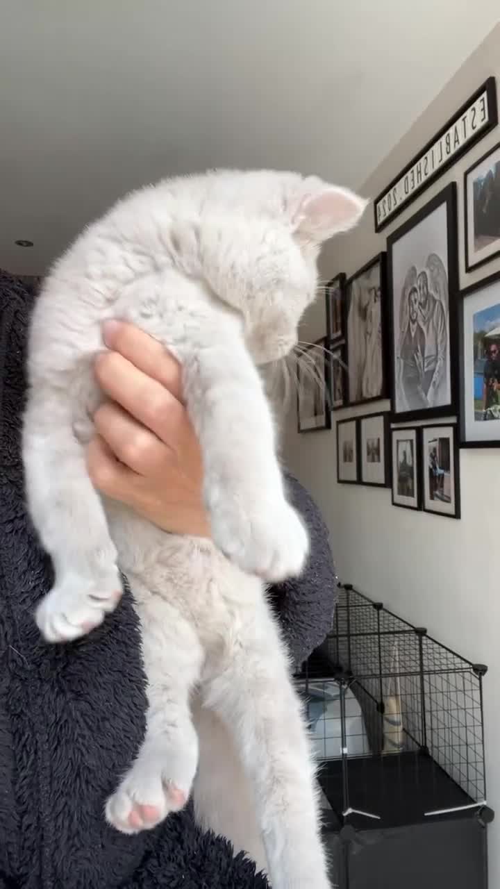 British Shorthair cats for sale: lilac male british shorthair ready now  - Video 1