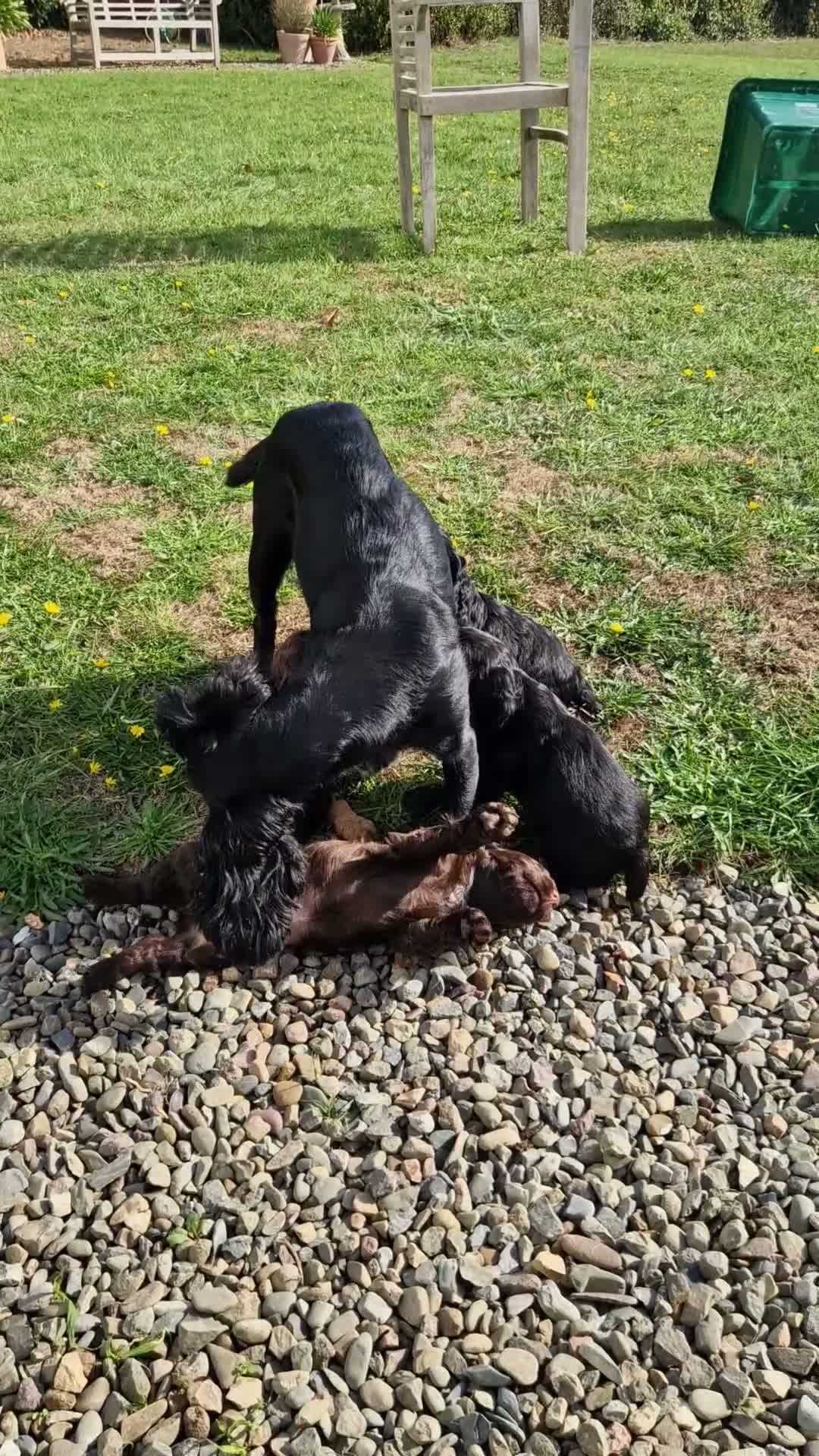 Cocker Spaniel dogs for sale: Working Cocker Spaniels - Video 1