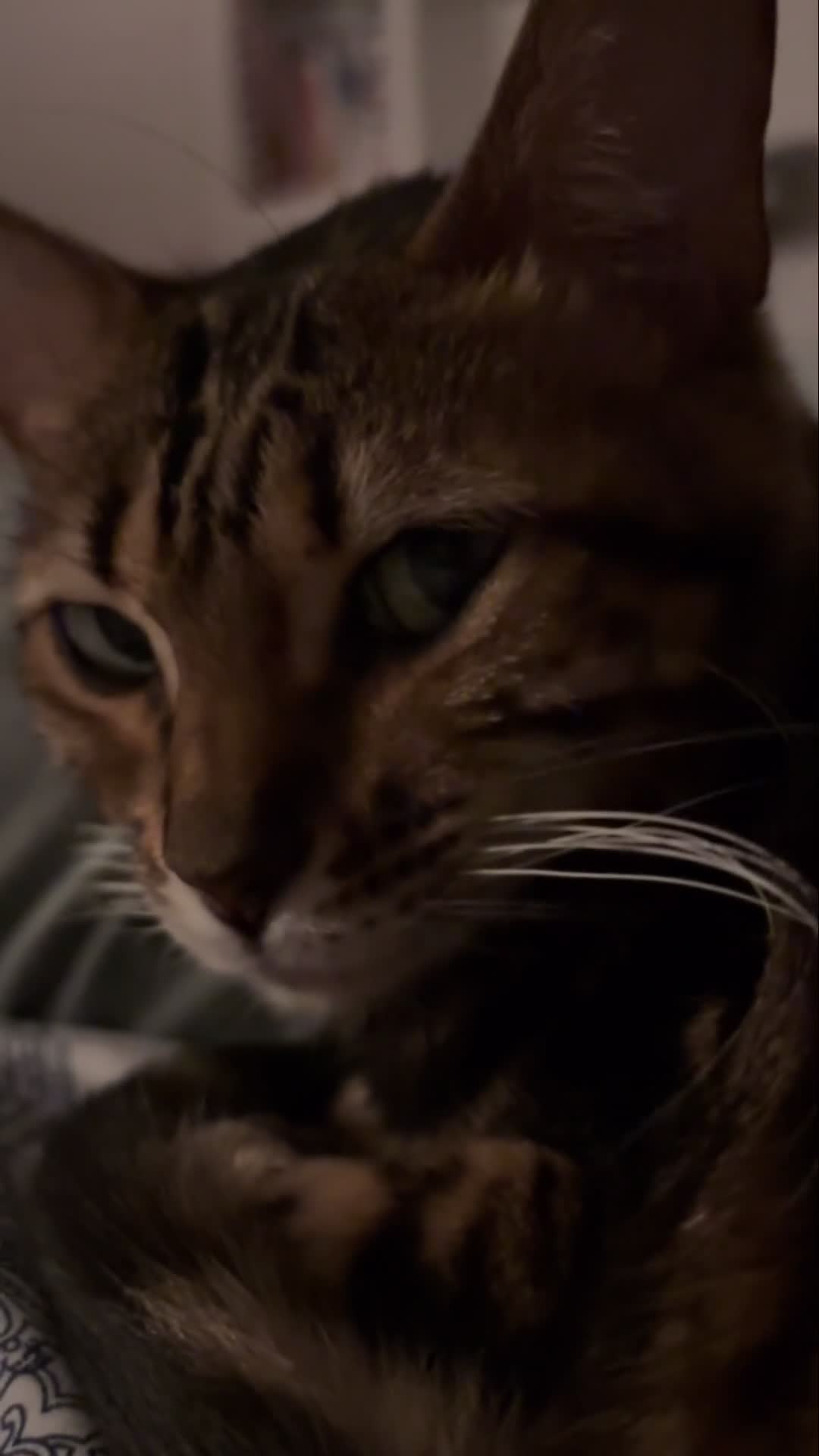 Bengal cats for sale: Beautiful Purebred Bengal Cat for sale - Video 3