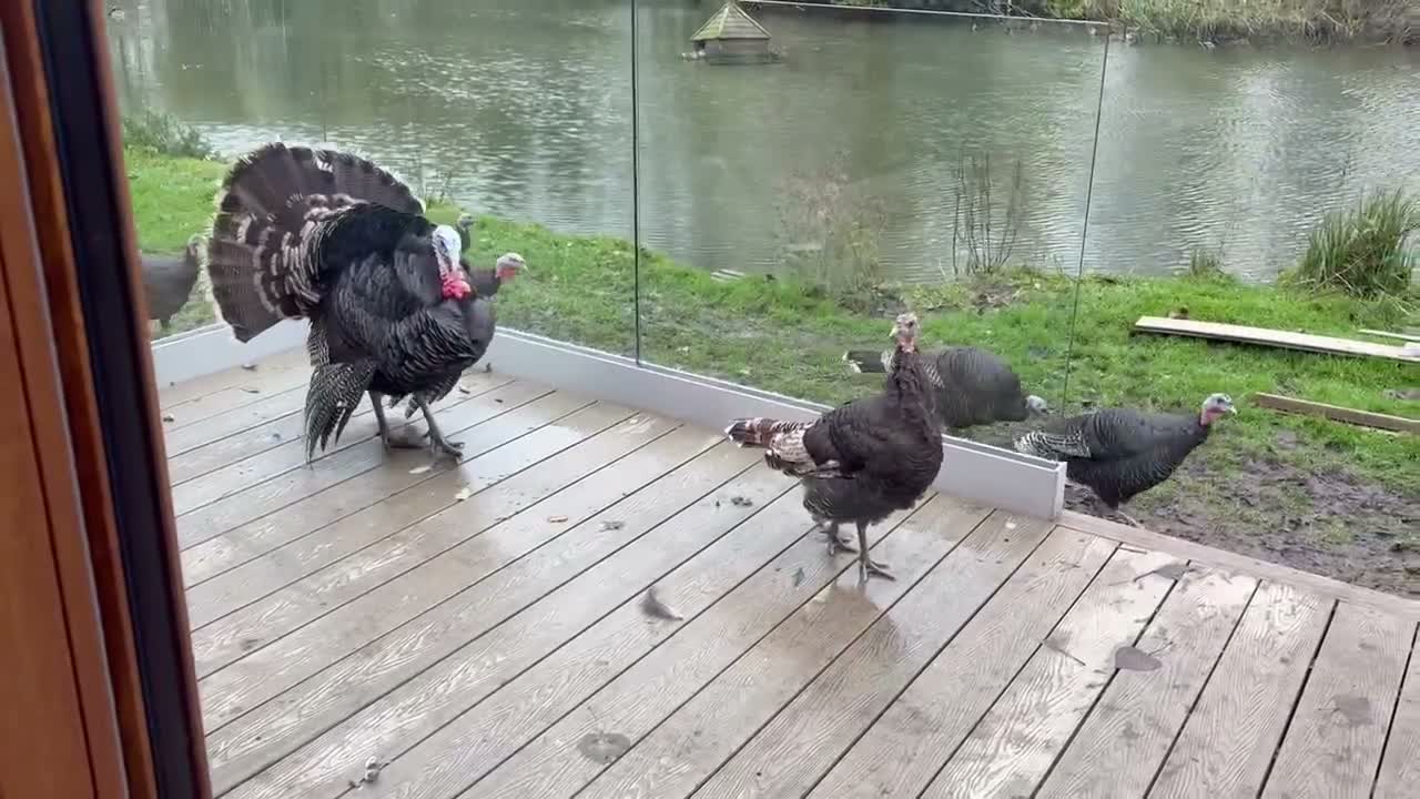 Turkeys poultry for sale: Norfolk Bronze Turkeys–Breeding Group-Stag & 3 Hen - Video 1
