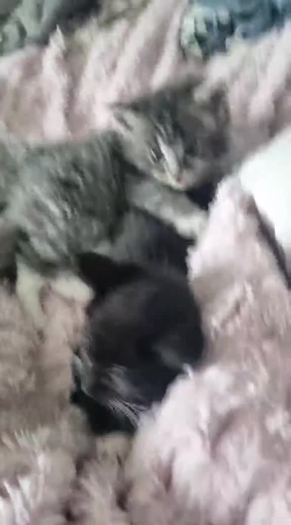 Mixed Breed cats for sale: 🐈‍⬛❤️1x kitten ready for her forever home❤️🐈‍⬛ - Video 1