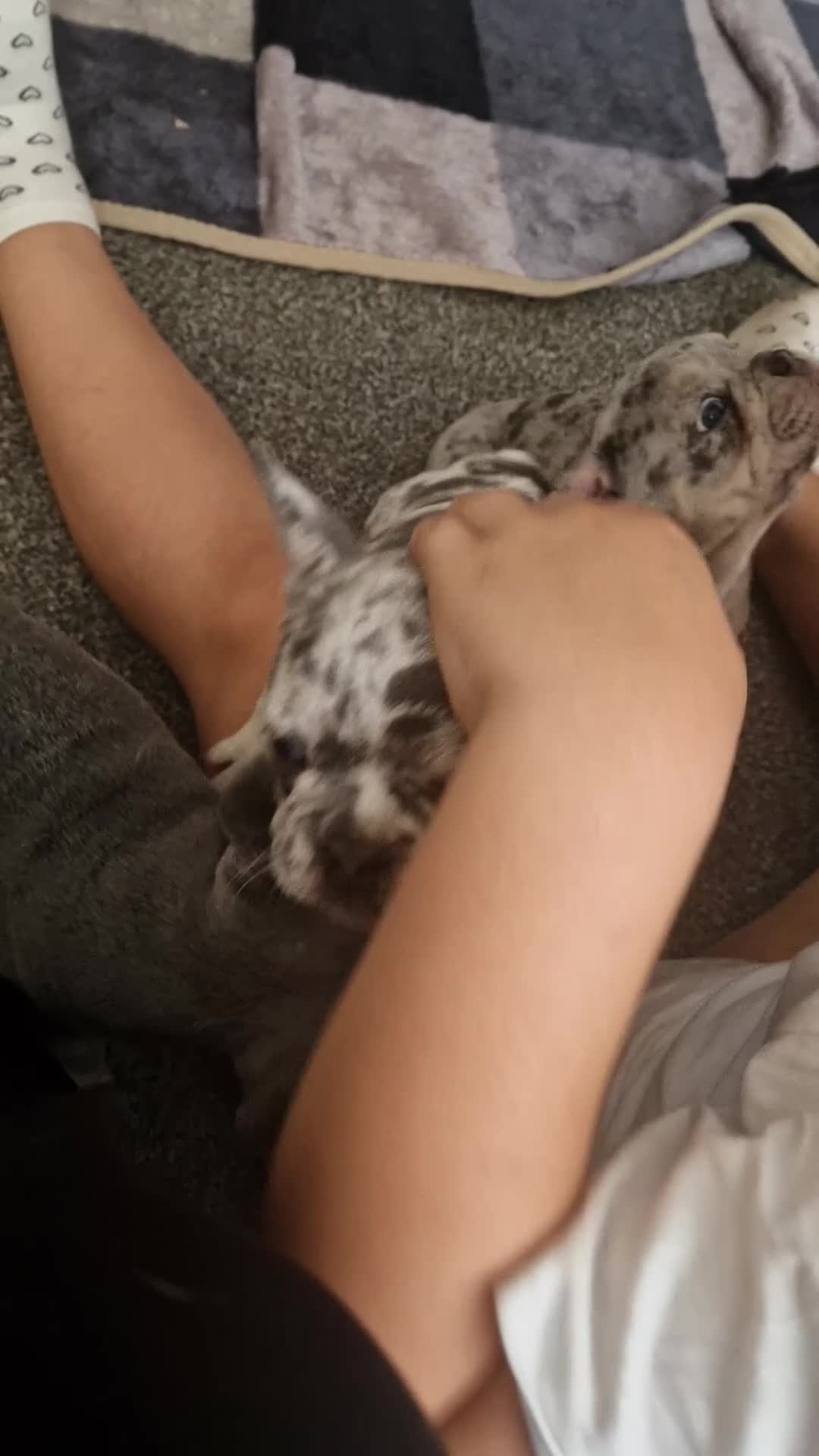 French Bulldog dogs for sale: French bulldog puppies looking for home in Tipton - Video 1