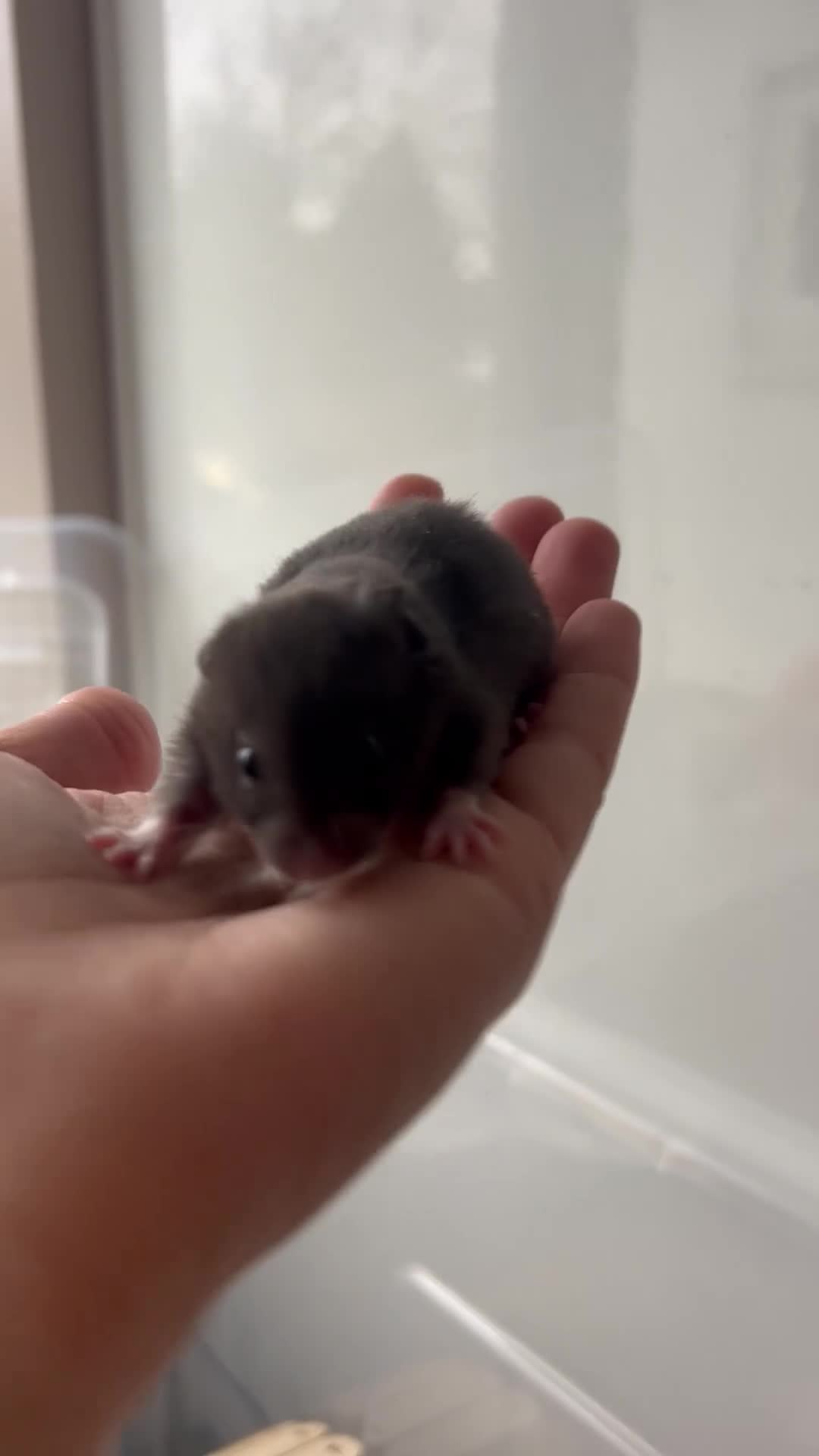 Hamster rodents for sale: Baby syrian hamsters - Video 1