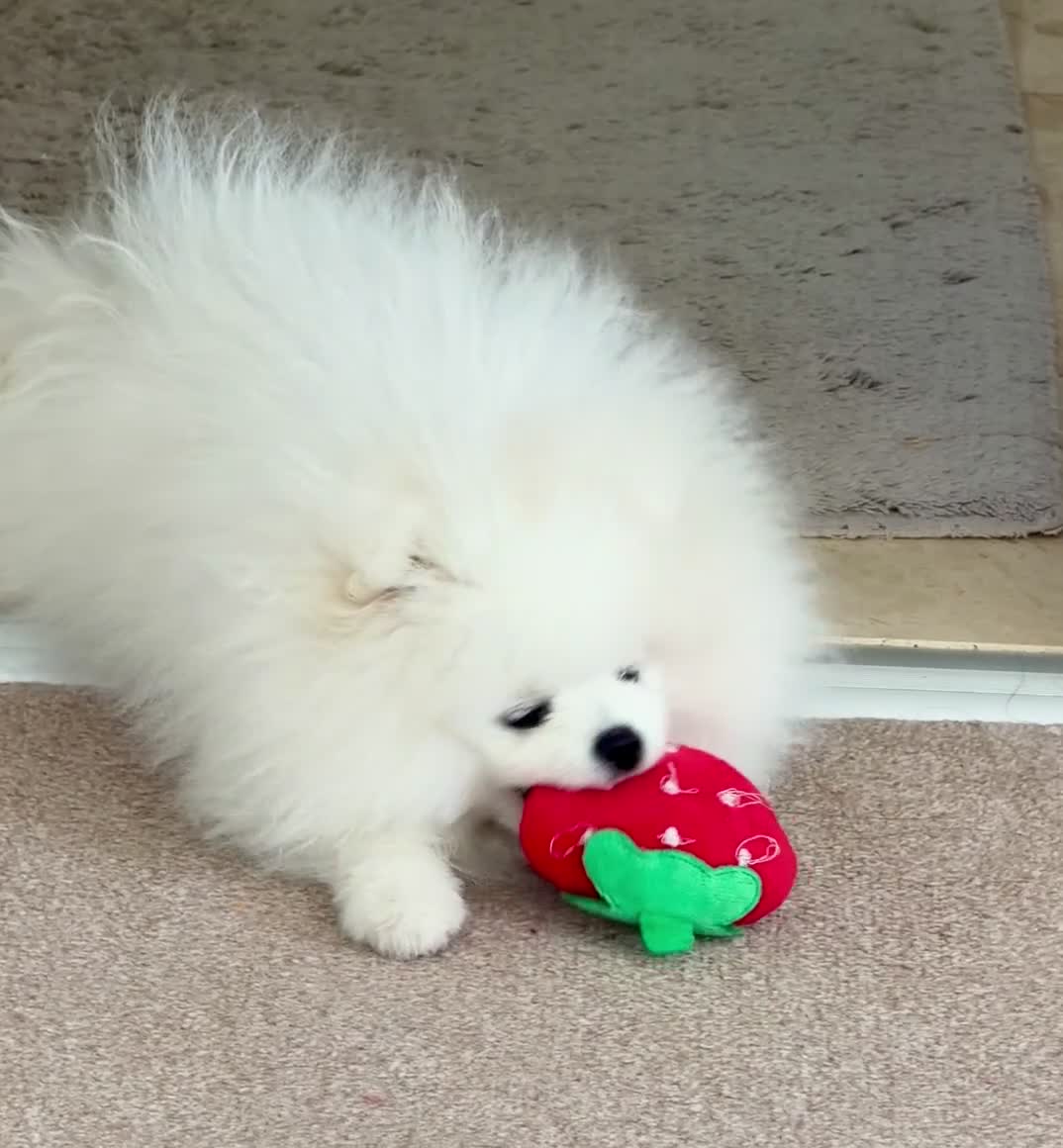 Pomeranian dogs for sale: ❤️Stunning KC fluffy pure white Pomeranian boy❤️ - Video 1